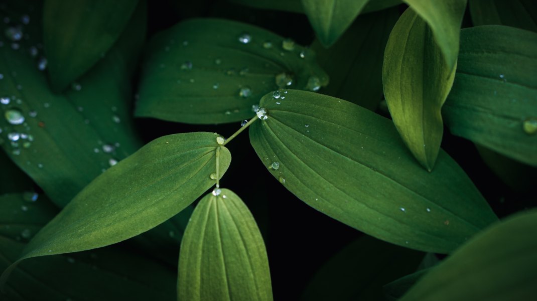 plants-green-water