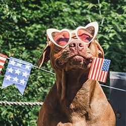 Fourth of July dog