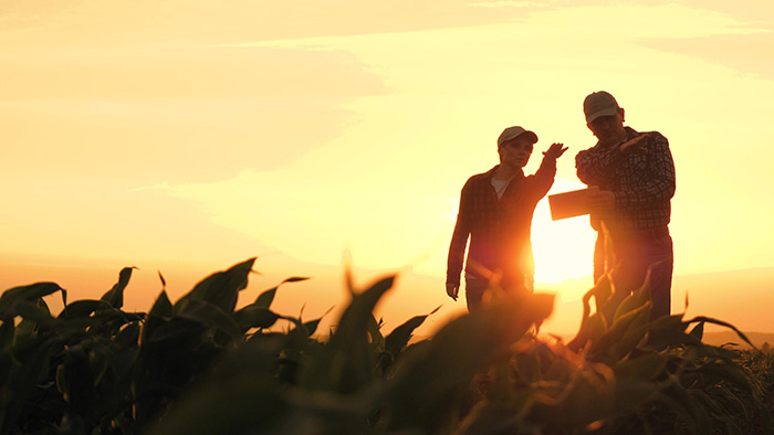 Farmers in field at sunset looking at tablet.