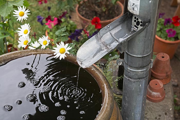 Rainscape ideas with rain barrel collecting rain water.