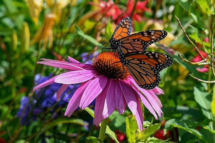 Butterflies on cone flower.